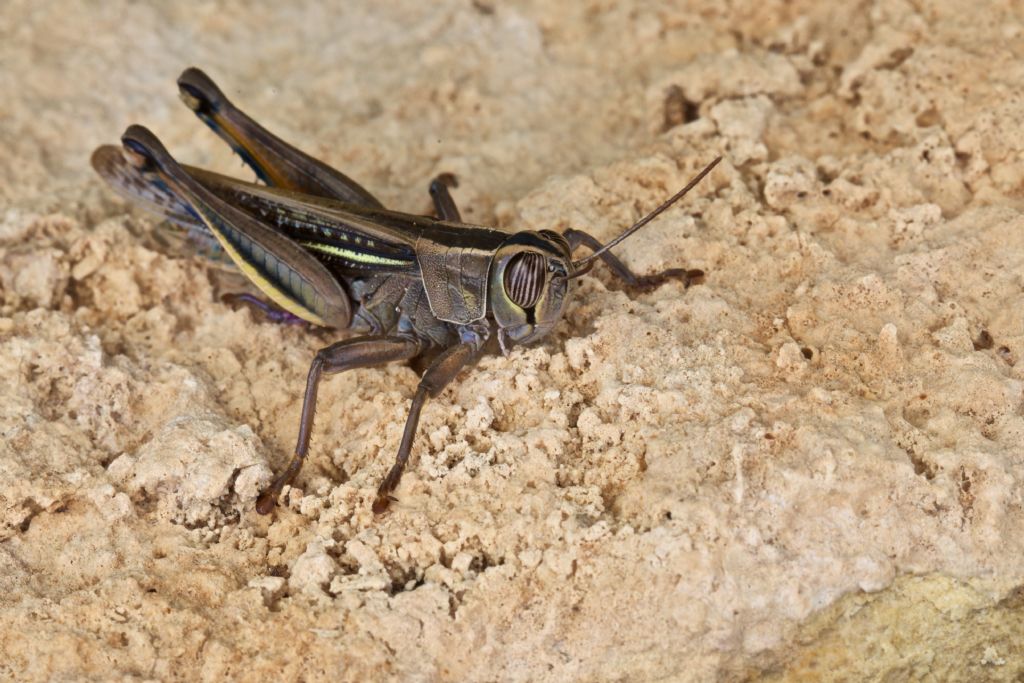 Eyprepocnemis plorans (Acrididae)